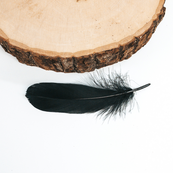 This is a plain black feather pictured on a white background with a piece of wood at the top of the picture. 