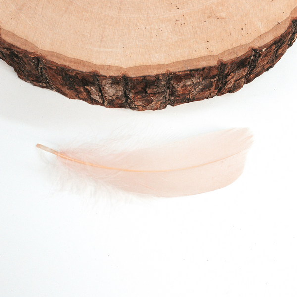 This is a plain pale pink feather pictured on a white background with a piece of wood at the top of the picture.