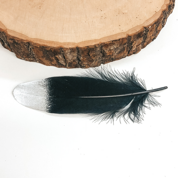 This is a black feather that has a metallic silver tip. This feather is pictured on a white background with a piece of wood at the top of the picture. 