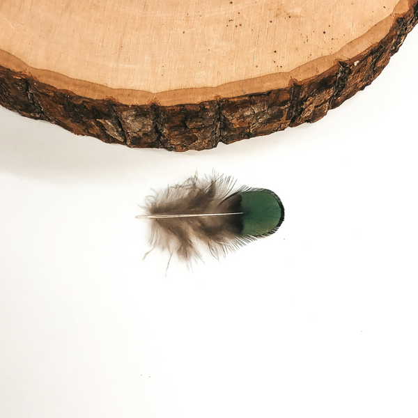 This feather has brown soft feathers then gets harder at the top of the feather in a faux peacock look. This feather is pictured on a white background with a piece of wood at the top of the picture. 